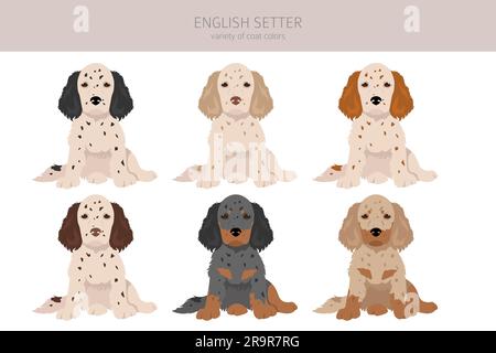 Une clipart de chiots de la compagnie anglaise. Différentes poses, ensemble de couleurs de pelage. Illustration vectorielle Illustration de Vecteur