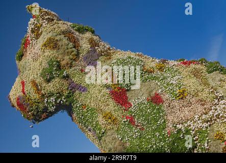 Espagne, pays Basque, Bilbao, zone du musée Guggenheim, gros plan de Puppy qui est une sculpture de 12,4 mètres de haut recouverte de fleurs d'une terrie des hautes terres de l'ouest Banque D'Images