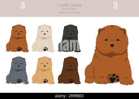 Chow Chow chiots à poil long variété clipart. Différentes poses, ensemble de couleurs de pelage. Illustration vectorielle Illustration de Vecteur