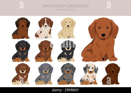 Dachshund long cheveux chiots clipart. Différentes poses, ensemble de couleurs de pelage. Illustration vectorielle Illustration de Vecteur