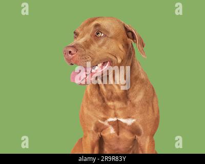 Mignon chien brun. Gros plan, à l'intérieur. Photo studio Banque D'Images