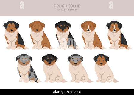 collie rugueux chiots clipart. Différentes poses, ensemble de couleurs de pelage. Illustration vectorielle Illustration de Vecteur