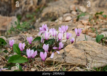 Touffes de fleurs de cyclamen rose photographiées en Grèce, gros plan Banque D'Images