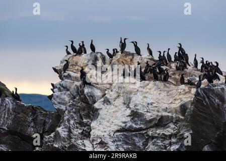 Troupeau de grands cormorans assis sur un rocher dans le nord de la Norvège près de North Cape à la fin de la soirée d'été en août 2022 avec des rochers qui montrent des signes de disque Banque D'Images