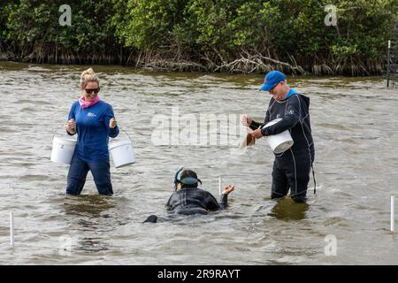 Projet de restauration de l'herbe de mer. Lorae Simpson (à gauche), directeur de la recherche et de la conservation de la Florida Oceanographic Society, Et Doug Scheidt (à droite), écologiste chargé du contrat environnemental et médical de la NASA, commence à planter des herbiers marins dans la rivière Banana – l’un des trois plans d’eau qui composent la lagune de l’Indian River (IRL) – au Kennedy Space Center de la NASA, en Floride, sur 29 mars 2023. Scheidt remet chaque « parcelle » de herbiers à un autre membre de la Florida Oceanographic Society dans l'eau, qui utilise ensuite des brochettes de bambou pour les placer dans les sédiments. L’Envir de Kennedy Banque D'Images