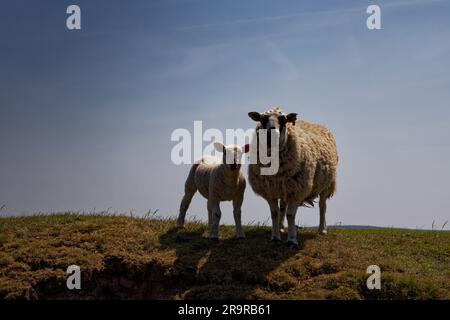 Les moutons avec de l'agneau semblent curieux par une journée ensoleillée dans les West Pennine Moors au-dessus de Rawtenstall, Rossendale, Lancashire. Banque D'Images