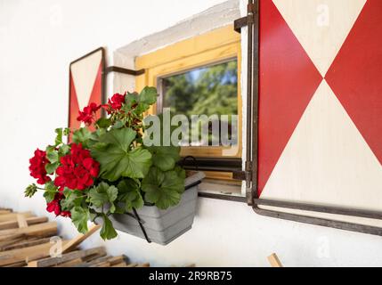 Une fenêtre avec un reflet et des fleurs de géraniums dans un jardinière, décorée dans le style national autrichien rouge et blanc Banque D'Images