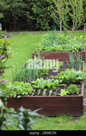 Lits de légumes surélevés. Légumes cultivés dans votre propre jardin. Banque D'Images