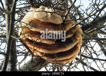 Nid d'abeille, abeille occidentale, Westliche Honigbiene, abeille européenne, API mellifera, Háziméh, Hongrie, Magyarország, Europe Banque D'Images
