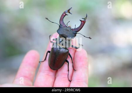 Le dendroctone du cerf (Lucanus cervus) est un dendroctone originaire d'Europe. Homme sur la main. Banque D'Images