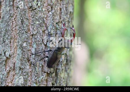 Le dendroctone du cerf (Lucanus cervus) est un dendroctone originaire d'Europe. Mâle sur le tronc d'un chêne. Banque D'Images