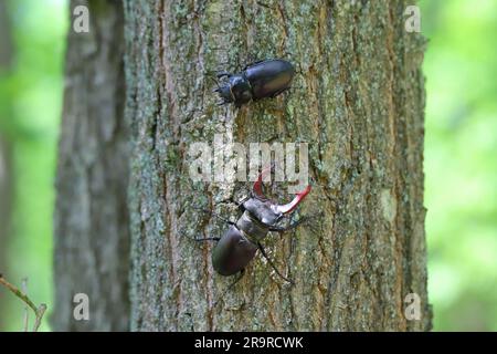 Le dendroctone du cerf (Lucanus cervus) est un dendroctone originaire d'Europe. Mâle et femelle sur le tronc d'un chêne. Banque D'Images