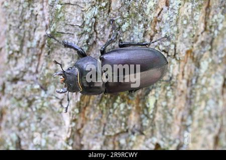 Le dendroctone du cerf (Lucanus cervus) est un dendroctone originaire d'Europe. Femelle sur le tronc d'un chêne. Banque D'Images