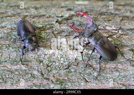 Le dendroctone du cerf (Lucanus cervus) est un dendroctone originaire d'Europe. Mâle et femelle sur le tronc d'un chêne. Banque D'Images