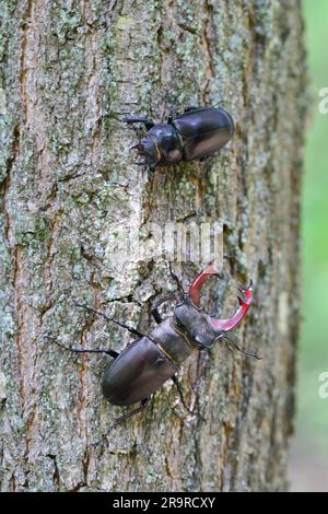 Le dendroctone du cerf (Lucanus cervus) est un dendroctone originaire d'Europe. Mâle et femelle sur le tronc d'un chêne. Banque D'Images