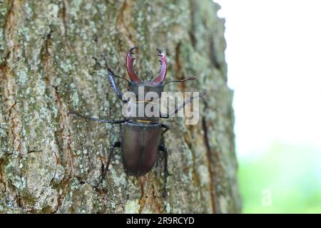 Le dendroctone du cerf (Lucanus cervus) est un dendroctone originaire d'Europe. Mâle sur le tronc d'un chêne. Banque D'Images