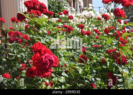 28 juin 2023/Rose fleurs et plantes dans le jardin de rue à Kastrup capitale danoise Copenhague Denmak. (Photo.Francis Joseph Dean/Dean Pictures) Banque D'Images