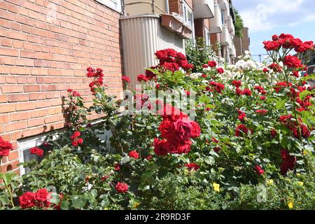 28 juin 2023/Rose fleurs et plantes dans le jardin de rue à Kastrup capitale danoise Copenhague Denmak. (Photo.Francis Joseph Dean/Dean Pictures) Banque D'Images