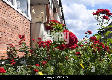 28 juin 2023/Rose fleurs et plantes dans le jardin de rue à Kastrup capitale danoise Copenhague Denmak. (Photo.Francis Joseph Dean/Dean Pictures) Banque D'Images