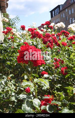 28 juin 2023/Rose fleurs et plantes dans le jardin de rue à Kastrup capitale danoise Copenhague Denmak. (Photo.Francis Joseph Dean/Dean Pictures) Banque D'Images