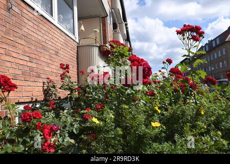 28 juin 2023/Rose fleurs et plantes dans le jardin de rue à Kastrup capitale danoise Copenhague Denmak. (Photo.Francis Joseph Dean/Dean Pictures) Banque D'Images