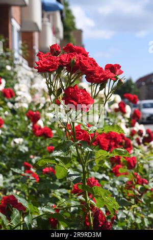 28 juin 2023/Rose fleurs et plantes dans le jardin de rue à Kastrup capitale danoise Copenhague Denmak. (Photo.Francis Joseph Dean/Dean Pictures) Banque D'Images