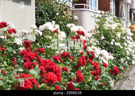 28 juin 2023/Rose fleurs et plantes dans le jardin de rue à Kastrup capitale danoise Copenhague Denmak. (Photo.Francis Joseph Dean/Dean Pictures) Banque D'Images