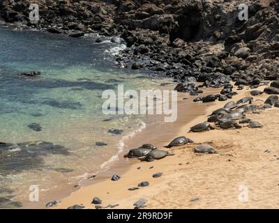 Les tortues de mer vertes hawaïennes reposent sur le parc de plage Ho'okipa de Maui, sur la route de Hana. Banque D'Images