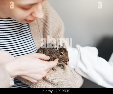 Jeune fille jouant avec mignon écureuil degu chilien. Animal mignon assis sur la main d'un enfant Banque D'Images