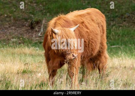 Curieux Brown Scottish Highlander Cow engagé dans les environs de Grass and Observing à la réserve naturelle de Mookerheide dans la province de Limburg, pays-Bas Banque D'Images