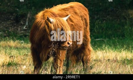 Curieux Brown Scottish Highlander Cow engagé dans les environs de Grass and Observing à la réserve naturelle de Mookerheide dans la province de Limburg, pays-Bas Banque D'Images