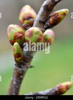 Les bourgeons ont enflé sur l'arbre au début du printemps Banque D'Images