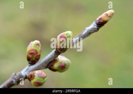 Les bourgeons ont enflé sur l'arbre au début du printemps Banque D'Images