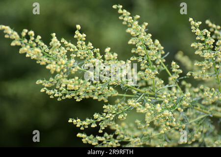 Le sagebrush annuel (Artemisia annua) pousse dans la nature Banque D'Images