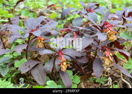 Au printemps dans la forêt dans la nature pousse des laits (Euphorbia amygdaloides) Banque D'Images