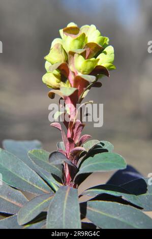 Au printemps dans la forêt dans la nature pousse des laits (Euphorbia amygdaloides) Banque D'Images