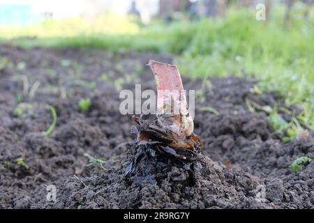 Couronne de rhubarbe plantée en novembre Banque D'Images