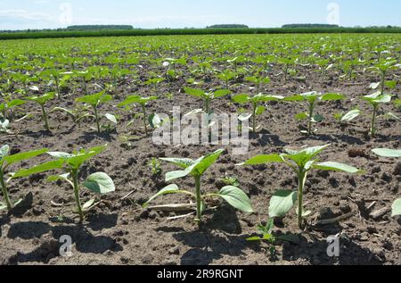 Au printemps, sur une ferme, le tournesol pousse. Banque D'Images