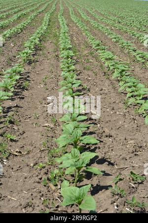 Au printemps, sur une ferme, le tournesol pousse. Banque D'Images