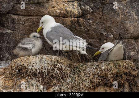 Kittiwake parents avec leur poussin sur un nid sur une corniche Banque D'Images