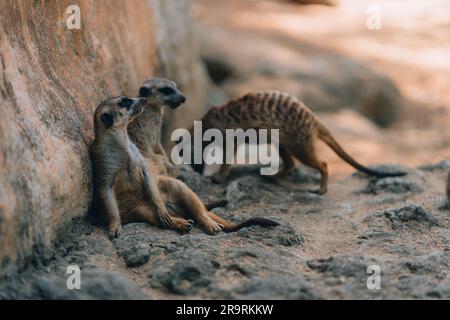 Gros plan de meerkats décontractés sur le sol. Une foule de suricates reposant sur le sable Banque D'Images