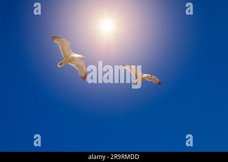 PHOTOGRAPHIE DE LA FAUNE: Goélands argentés (lat: Larus argentatus) en vol contre un ciel bleu clair Banque D'Images