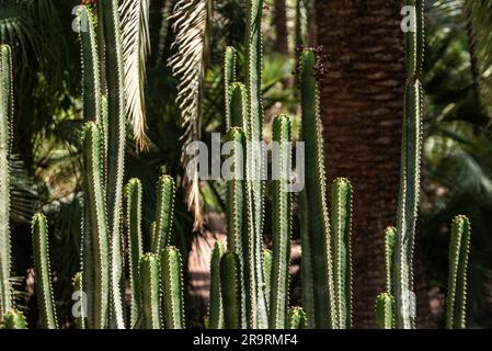 Beautfiul proximité d'un cactus Euphorbia canariensis dans un parc à Marrakech, Maroc Banque D'Images