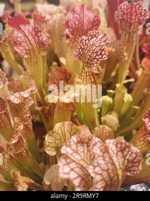 Gros plan de la sarracenia rouge et blanche montrant les détails de la veine rouge Banque D'Images