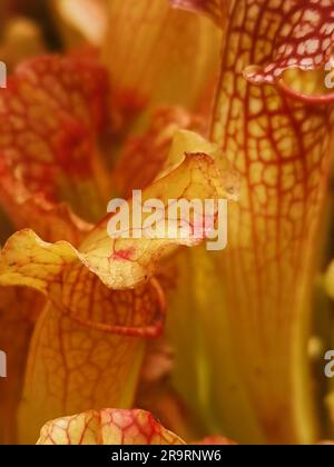 Gros plan de la sarracenia rouge et blanche montrant les détails de la veine rouge Banque D'Images