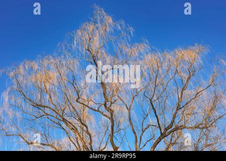 Un grand saule sans feuilles contre un ciel bleu clair Banque D'Images