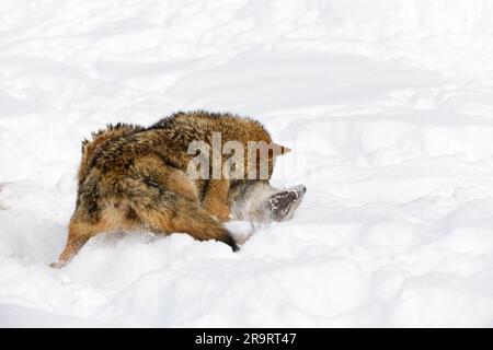 Coyote (Canis latrans) Pins empaquettés en dents de neige montrant des animaux captifs d'hiver Banque D'Images