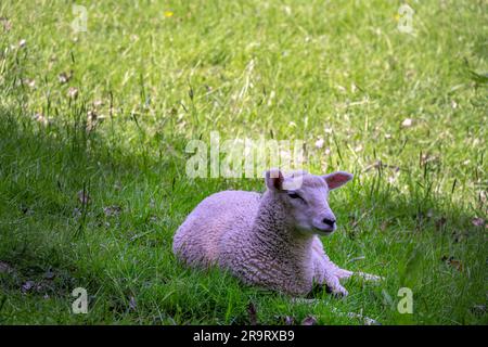 Un petit agneau blanc dans un champ au printemps Banque D'Images