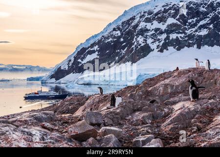 Un bateau de croisière en Antarctique parmi les icebergs et les pingouins de Gentoo se sont rassemblés sur la rive rocheuse de la baie de Neco, dans la péninsule antarctique, en Antarctique Banque D'Images