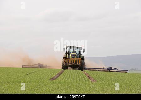 Un tracteur Claas et Dalbo Powerroll 1530 Créer des nuages de poussière rouler un champ d'orge de printemps pendant le temps sec dans Aberdeenshire Banque D'Images